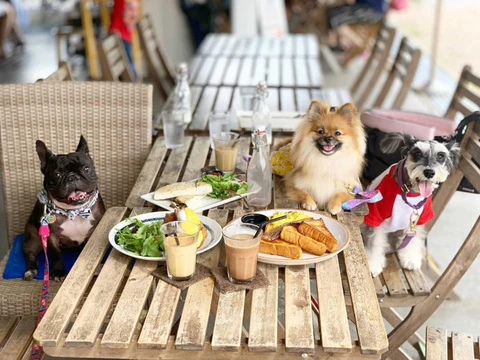 The Top Best Dog Friendly Cafes in Delhi